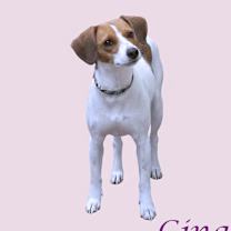 Thumbnail photo of Ginger D25-204 #2