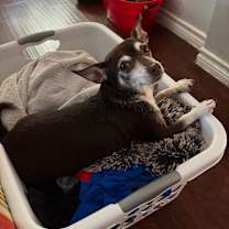 Thumbnail photo of Shelby #1