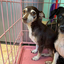 Thumbnail photo of Shelby #2