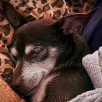 Thumbnail photo of Shelby #4