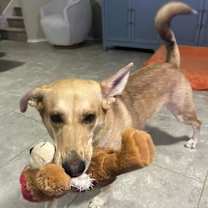 Thumbnail photo of Poppy #2