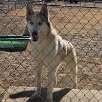 Thumbnail photo of BeeKu #3