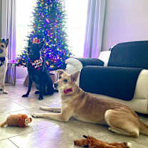 Thumbnail photo of Poppy #3