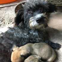 Thumbnail photo of Mama Gina #1