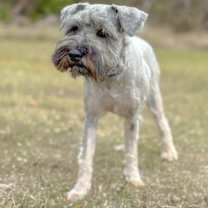 Thumbnail photo of Rolo #2