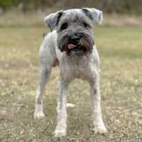 Thumbnail photo of Rolo #3