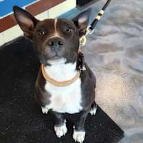 Thumbnail photo of Huxley #3