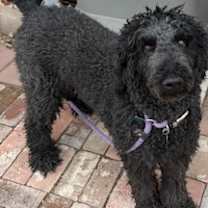 Thumbnail photo of Daisy #1