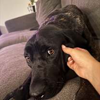 Thumbnail photo of Ralphy #3