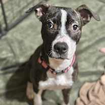 Thumbnail photo of Twinkie Adoption Pending #2