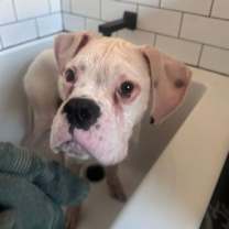 Thumbnail photo of Lenny #1