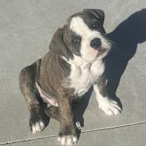 Thumbnail photo of Mandu #1