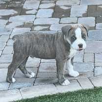 Thumbnail photo of Mandu #2