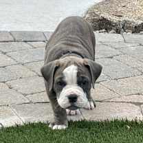 Thumbnail photo of Mandu #3