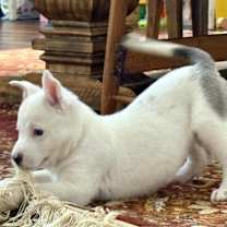 Thumbnail photo of Blanca #3