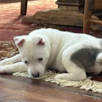 Thumbnail photo of Blanca #4