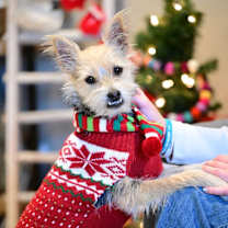 Thumbnail photo of Ares #1