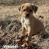 Thumbnail photo of Weasel #1