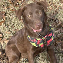 Thumbnail photo of Millie #1