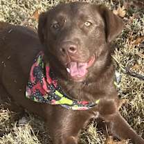 Thumbnail photo of Millie #2