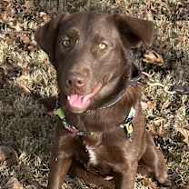 Thumbnail photo of Millie #3