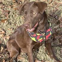 Thumbnail photo of Millie #4