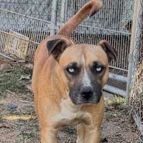 Thumbnail photo of Red #1