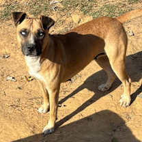 Thumbnail photo of Red #2