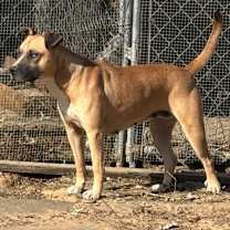 Thumbnail photo of Red #4