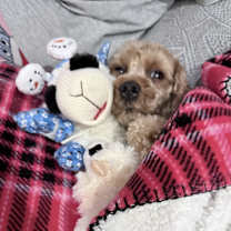 Thumbnail photo of Theo #4