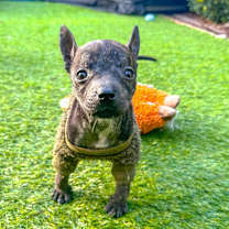 Thumbnail photo of Bruno #1