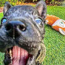 Thumbnail photo of Bruno #3