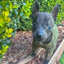 Thumbnail photo of Bruno #4