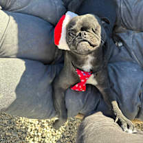 Thumbnail photo of Nachito #1