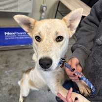 Thumbnail photo of Sweet Pea #1