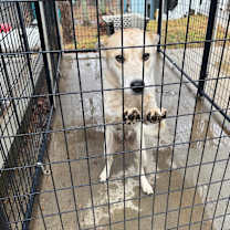 Thumbnail photo of Sweet Pea #2