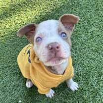 Thumbnail photo of Blue #1