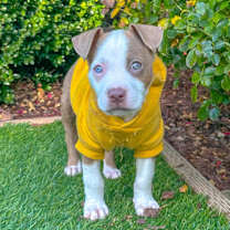 Thumbnail photo of Blue #2