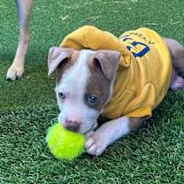 Thumbnail photo of Blue #3