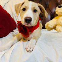 Thumbnail photo of Stella #1