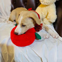 Thumbnail photo of Stella #2