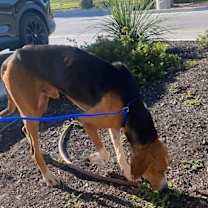 Thumbnail photo of Thomas #3