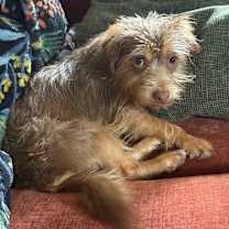 Thumbnail photo of Chocolate #2