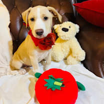 Thumbnail photo of Stella #3