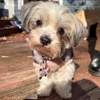 Thumbnail photo of Tallulah #1