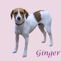 Thumbnail photo of Ginger D25-204 #4