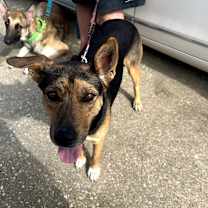 Thumbnail photo of Baxter #4