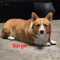 Thumbnail photo of Sarge  #4