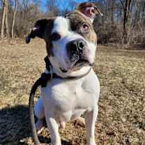 Thumbnail photo of Dandy #1