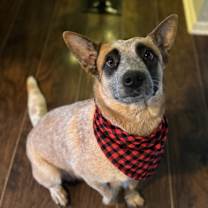 Thumbnail photo of Shiraz #1